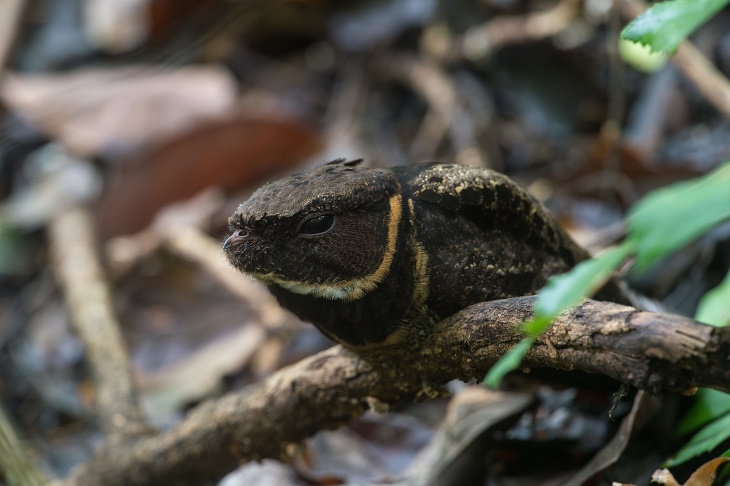 Bird Facts Great-Eared Nightjar (Lyncornis macrotis)