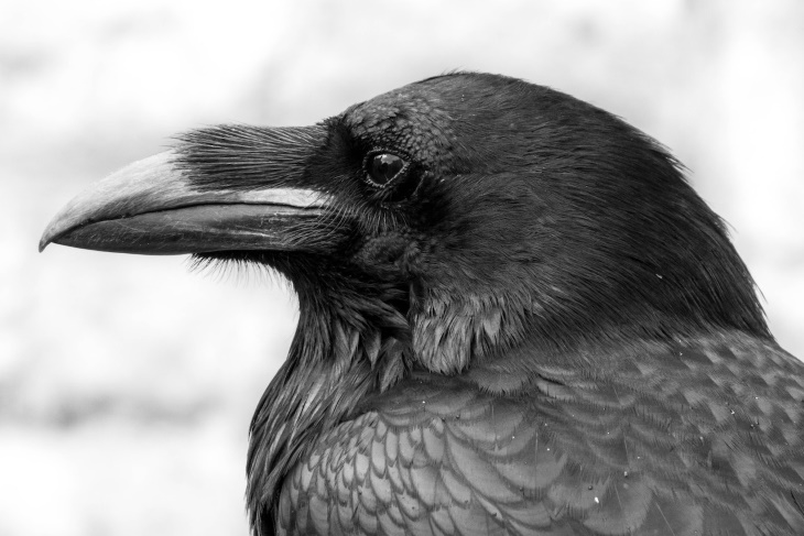 Bird Facts Raven