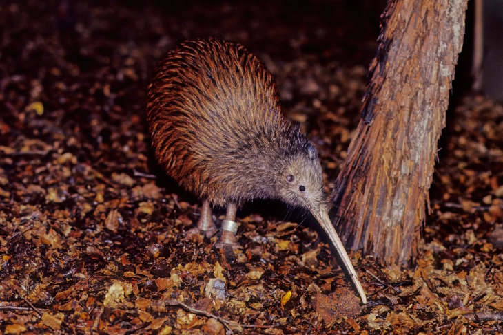 Bird Facts Kiwi