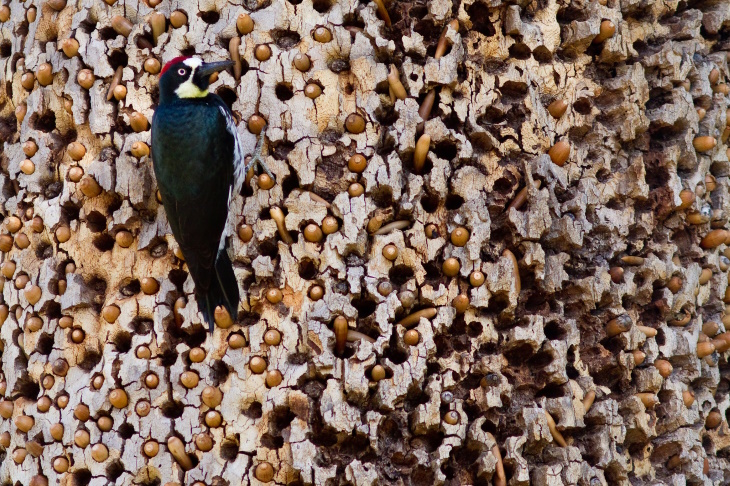 Bird Facts  acorn woodpecker