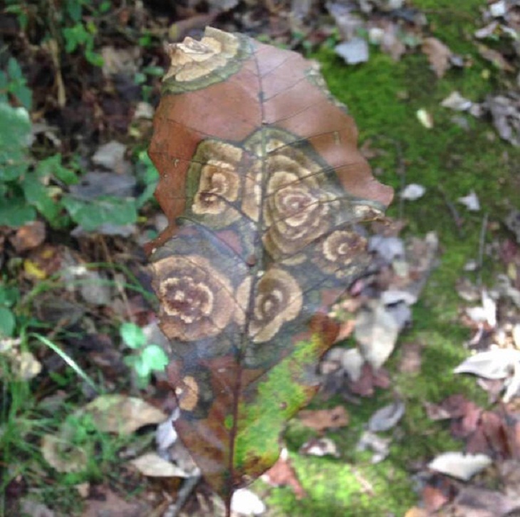 Nature Photos, leaf