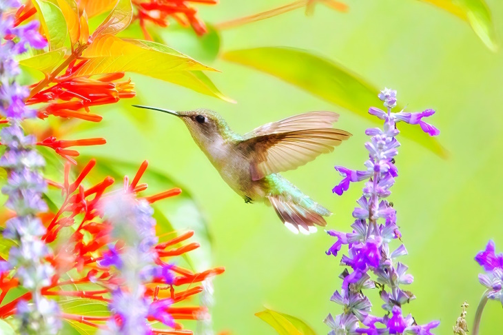 Bird Facts Hummingbirds