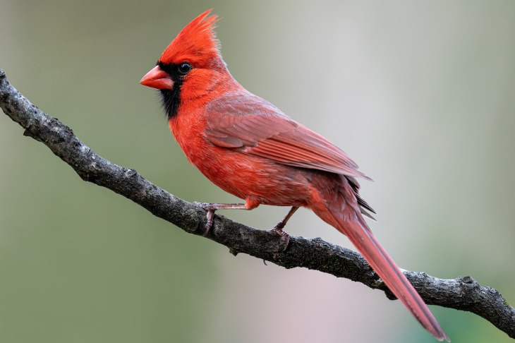 Bird Facts Cardinals