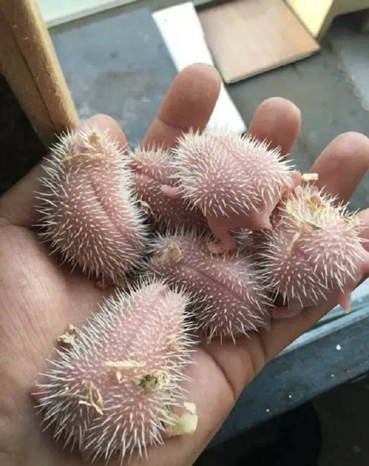 Nature Photos, Newborn hedgehog puppies