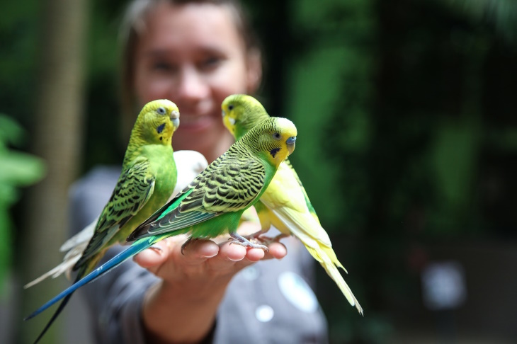 Bird Facts Budgies