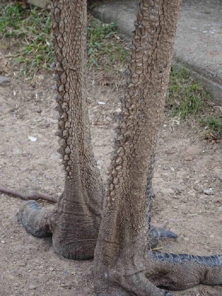 Nature Photos, Emus 