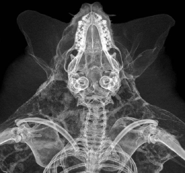 Fascinating X-Rays, bat 