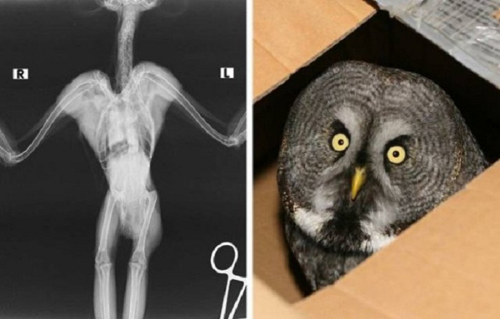 Fascinating X-Rays, owl 