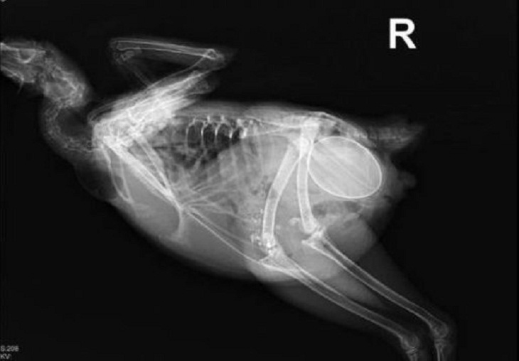 Fascinating X-Rays, chicken