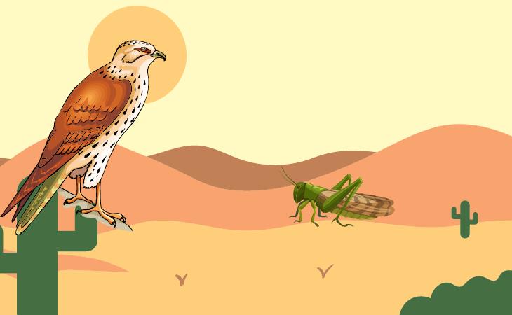 Arabian Nights, Falcon and the Locust 
