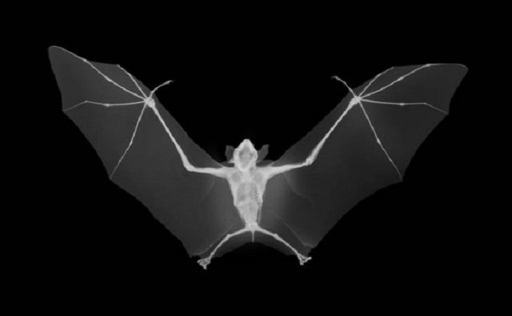Fascinating X-Rays, flying fox
