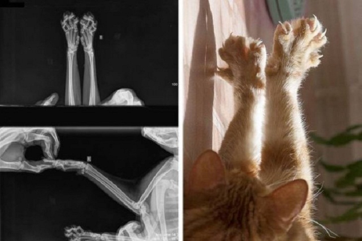 Fascinating X-Rays, cat 