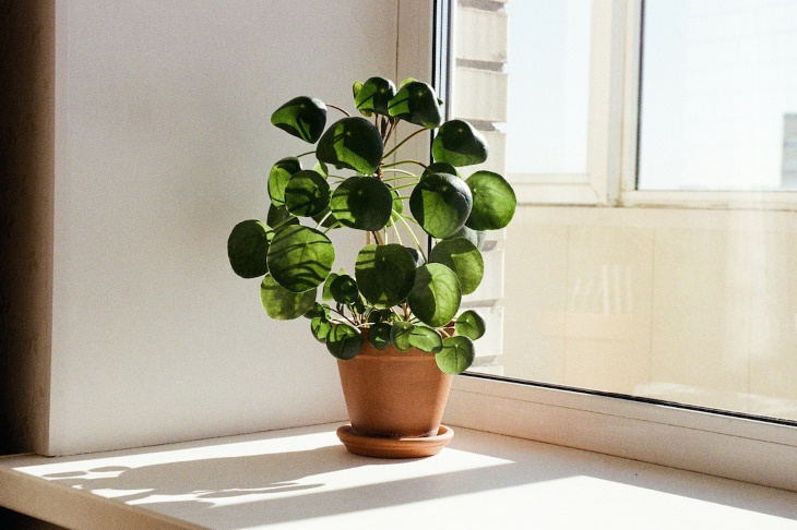 Windowsill Garden Chinese money plant (Pilea peperomioides)