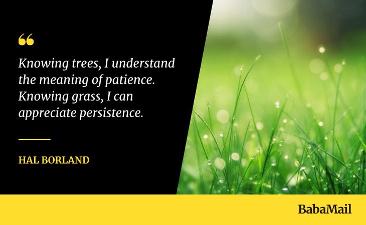 Inspirational Quotes for Patience, grass