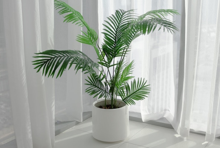 Windowsill Garden Areca palm