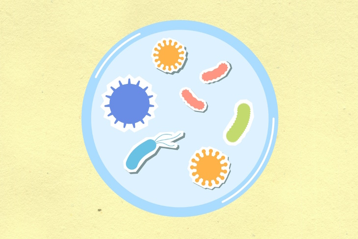 Probiotics microbes in a petri dish