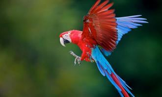 Are you empathetic or sympathetic: Parrot