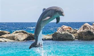 Are you empathetic or sympathetic: Dolphin