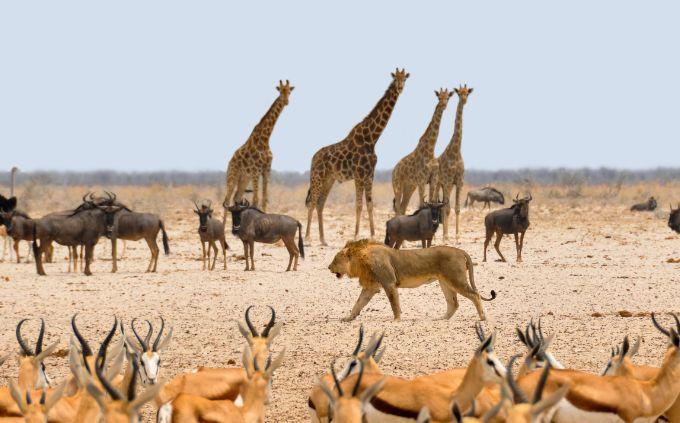Are you empathetic or sympathetic: animals on safari