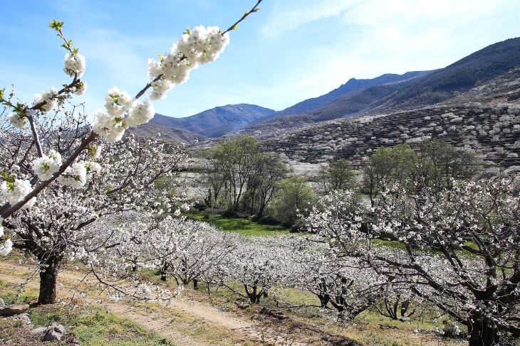 Places to See Cherry Blossoms Beyond Japan Jerte Valley, Spain
