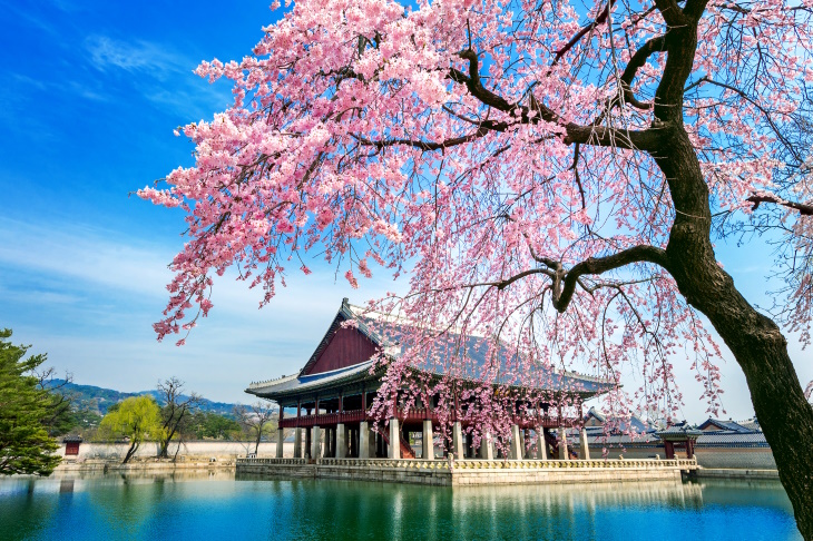 Places to See Cherry Blossoms Beyond Japan Seoul, South Korea