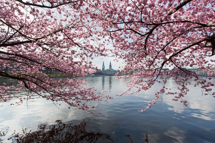 Places to See Cherry Blossoms Beyond Japan Hamburg, Germany