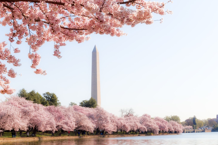 Places to See Cherry Blossoms Beyond Japan Washington DC, USA