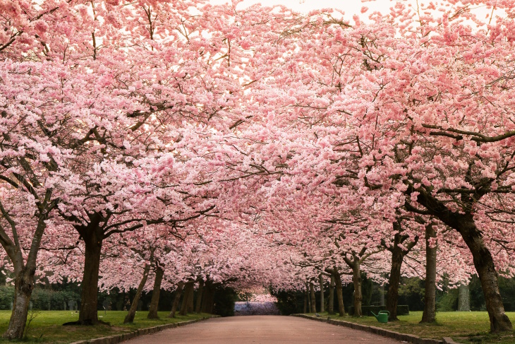 Places to See Cherry Blossoms Beyond Japan Copenhagen, Denmark