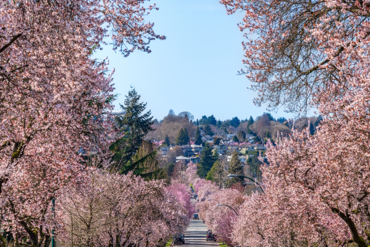 Places to See Cherry Blossoms Beyond Japan Vancouver, Canada