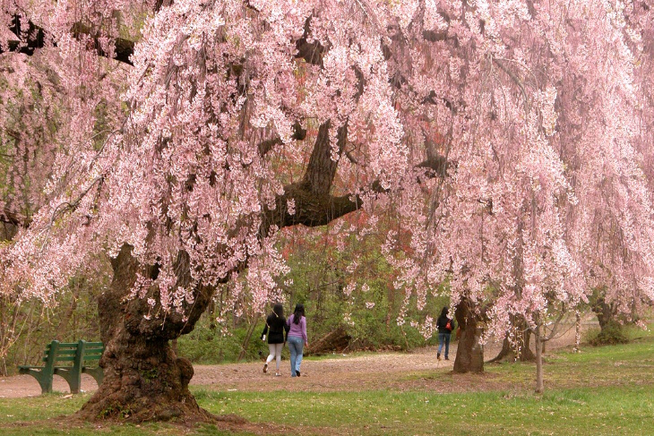 Places to See Cherry Blossoms Beyond Japan Newark, New Jersey