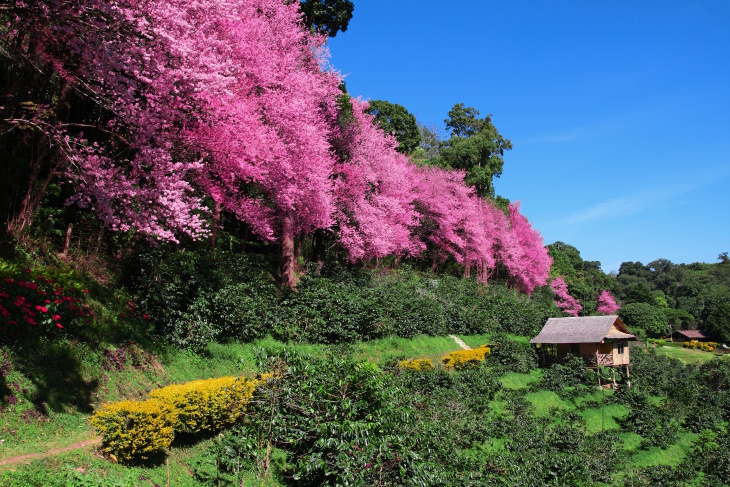 Places to See Cherry Blossoms Beyond Japan Thailand