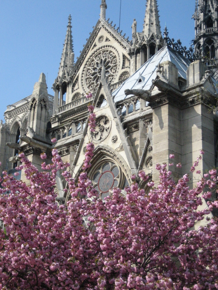 Places to See Cherry Blossoms Beyond Japan Paris, France