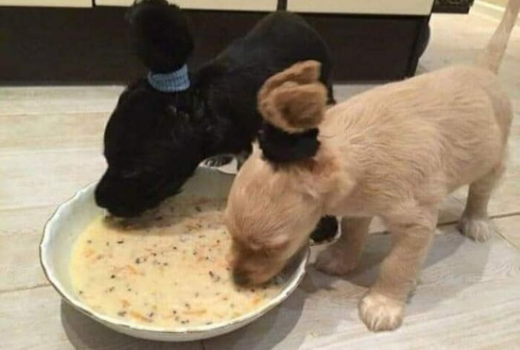 Funny Animal Pictures puppies with ears wrapped in a pony easting soup