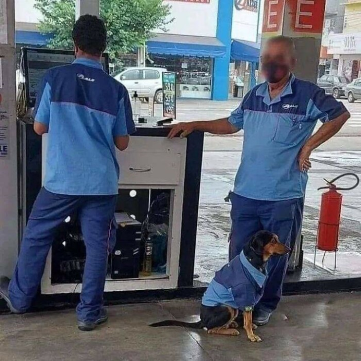 Funny Animal Pictures dog in a work jacket