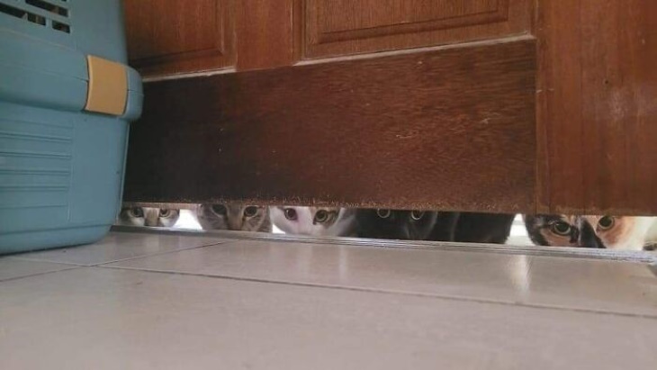 Funny Animal Pictures cats spying on human
