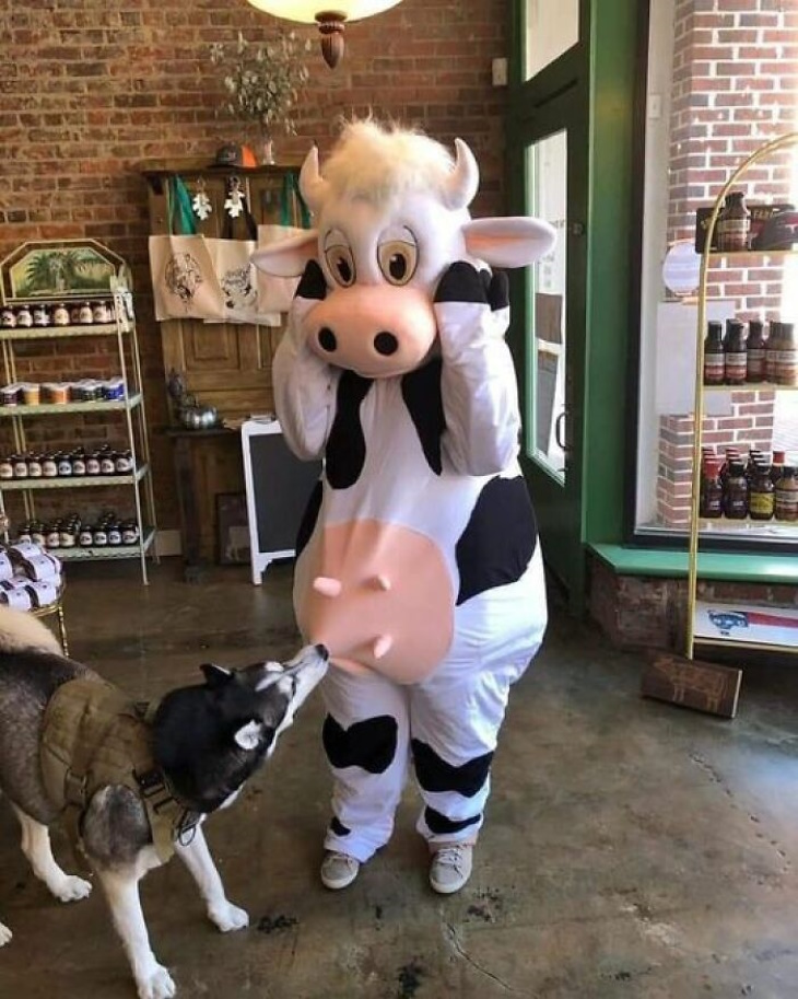 Funny Animal Pictures cow costume and dog