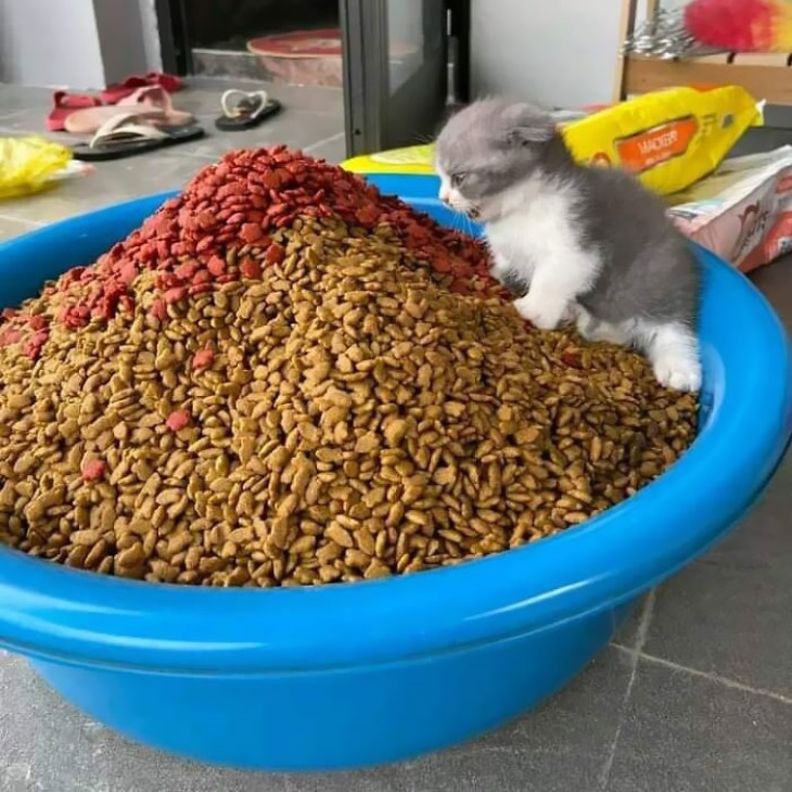 Funny Animal Pictures kitten and a pile of cat food