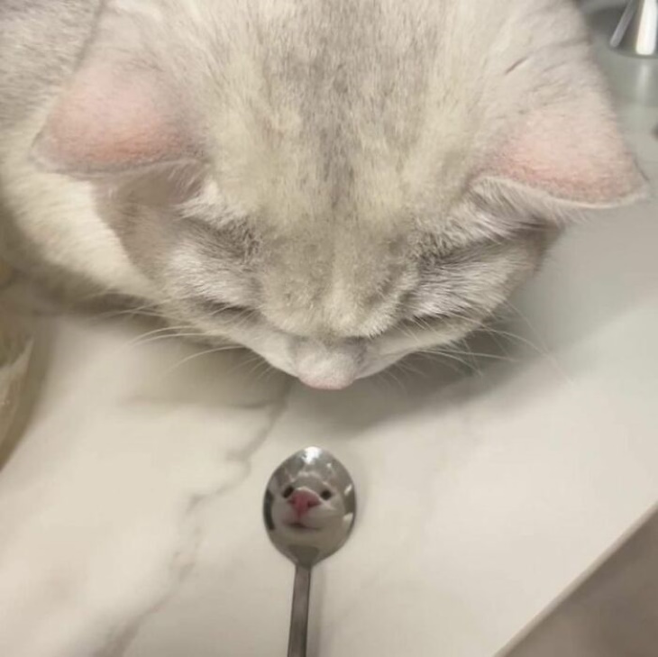 Funny Animal Pictures Cat looking at a spoon