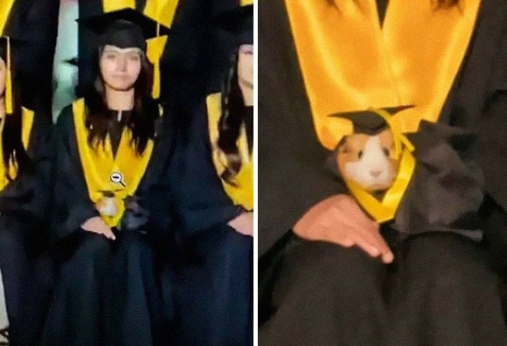 Funny Animal Pictures hamster graduate