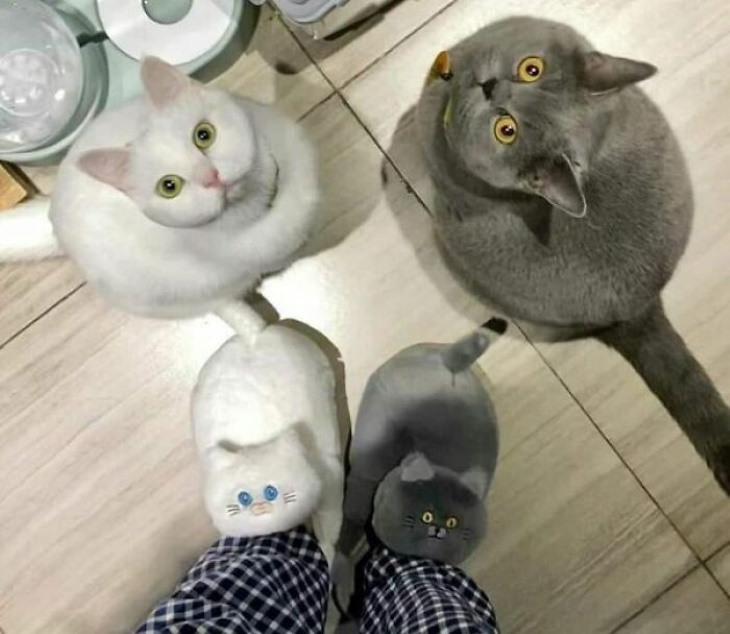 Funny Animal Pictures matching cats and slippers