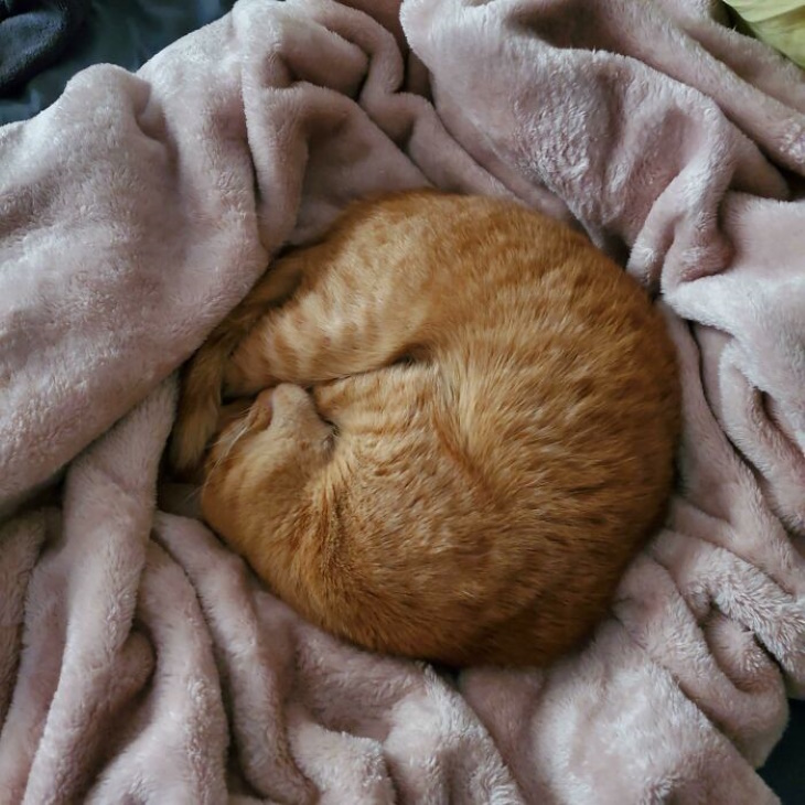 Ginger Cats loaf of bread 