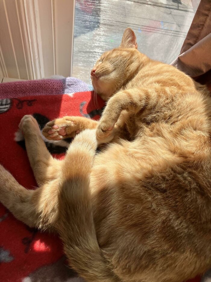 Ginger Cats basking in the sun