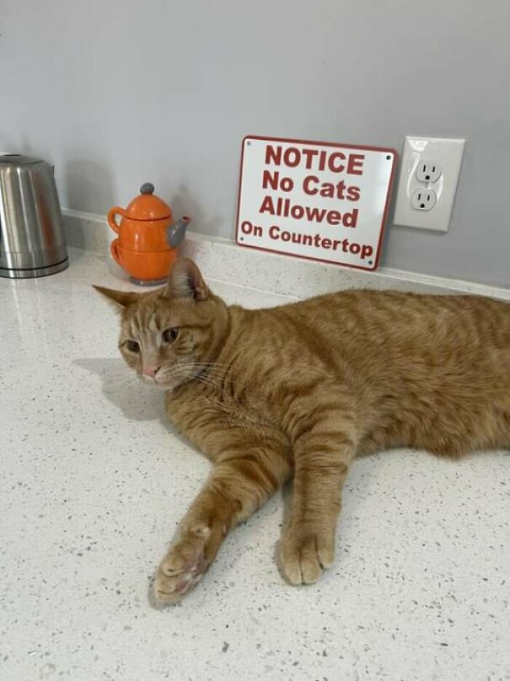 Ginger Cats no cats on the countertop