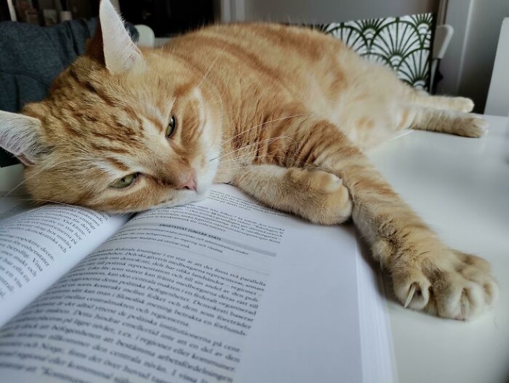 Ginger Cats book