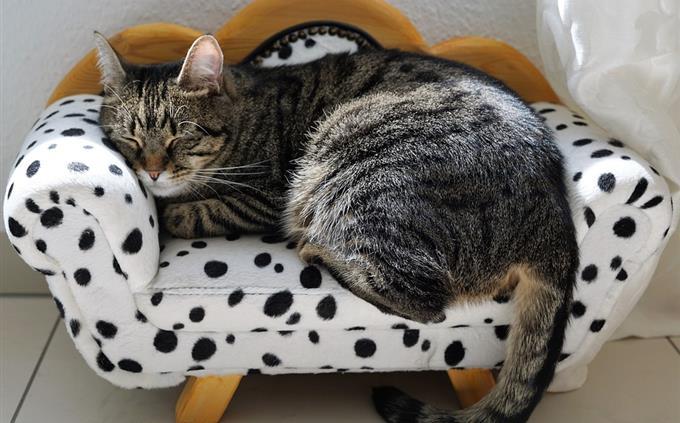 What your sleeping habits reveal about your future: A cat sleeping on a small sofa