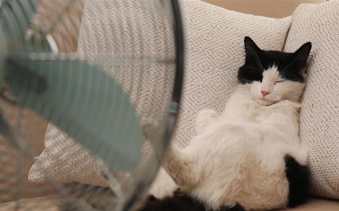 What your sleeping habits reveal about your future: A cat sleeping in bed