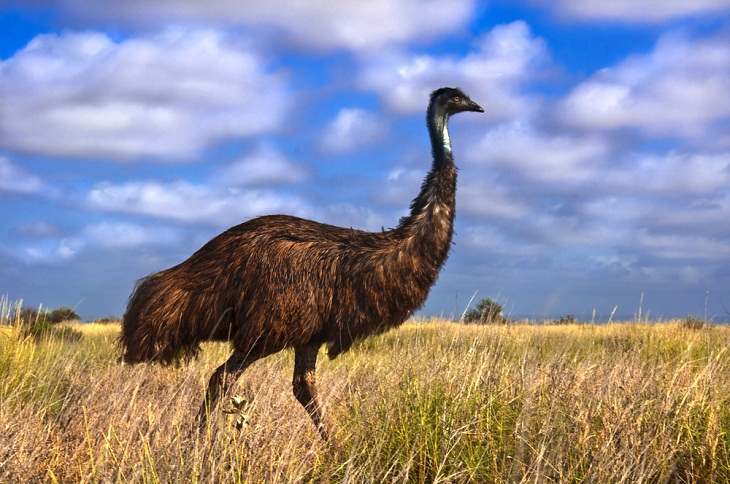 Untold Stories from World History, Emu War 