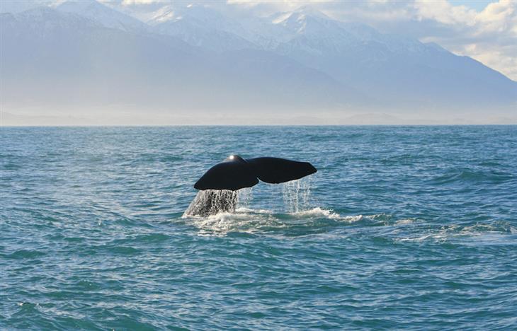 whales in Kaikoura, New Zealand