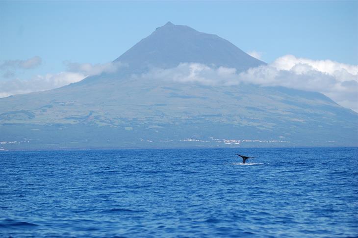 whales in The Azores Islands, Portugal
