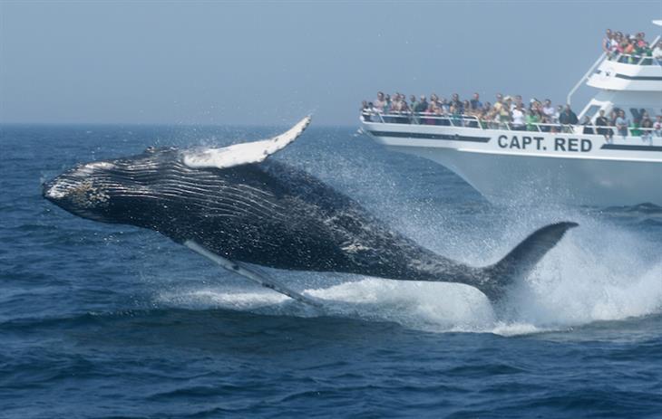 whales in Cape Cod, Massachusetts, USA